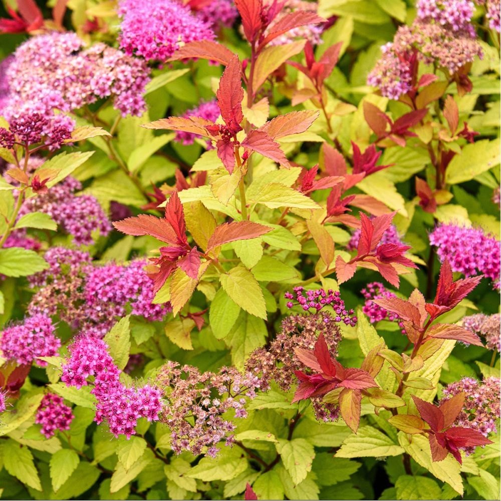 Cununita Galbena (Spiraea) Goldmound, arbust compact cu frunzis auriu si flori roz