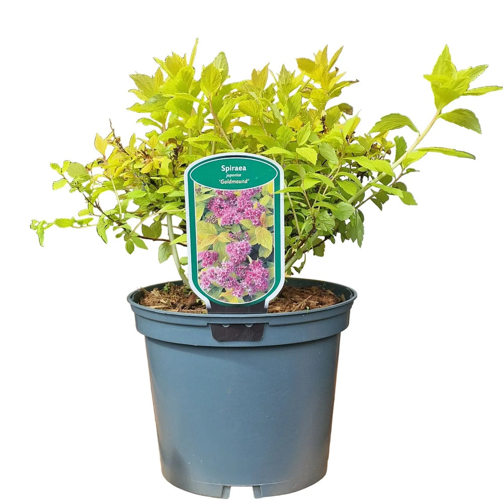 Cununita Galbena (Spiraea) Goldmound, arbust compact cu frunzis auriu si flori roz