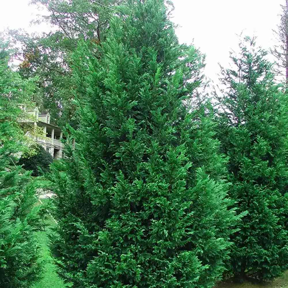 Chiparos Leylandii Stalp de Gheata vesnic verde | Verdena – VERDENA