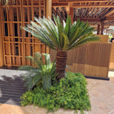Palmier Sagotier Japonez Cycas Revoluta, 100 cm, planta de interior exotica cu frunze verzi rigide, decor tropical pentru casa