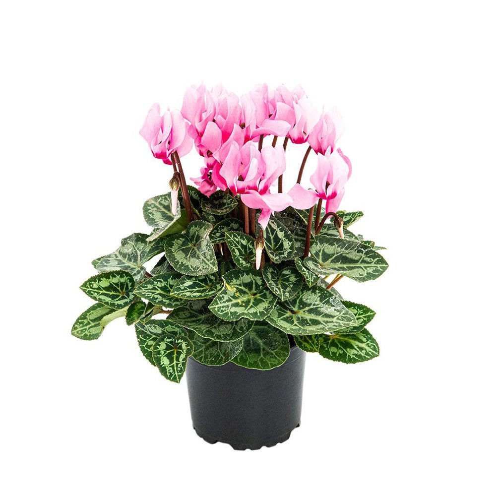 Floarea Cyclamen Lovely Moments, planta de interior cu flori delicate bicolor si frunze decorative - 20-/0 cm