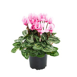 Floarea Cyclamen Lovely Moments, planta de interior cu flori delicate bicolor si frunze decorative - 20-/0 cm