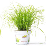 Iarba Matei, Menta Pisicii (Cyperus alternifolius), planta interior, pentru pisici, rezistenta