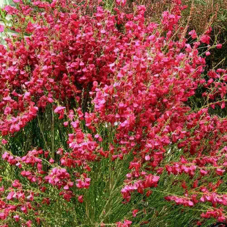 Maturica ornamentala (Cytisus) Boskoop Ruby, cu flori rosu rubiniu abundente, arbust decorativ rezistent la seceta pentru gradini insorite