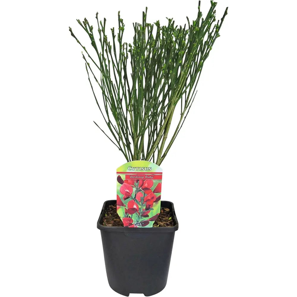 Maturica ornamentala (Cytisus) Boskoop Ruby, cu flori rosu rubiniu abundente, arbust decorativ rezistent la seceta pentru gradini insorite