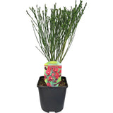 Maturica ornamentala (Cytisus) Boskoop Ruby, cu flori rosu rubiniu abundente, arbust decorativ rezistent la seceta pentru gradini insorite