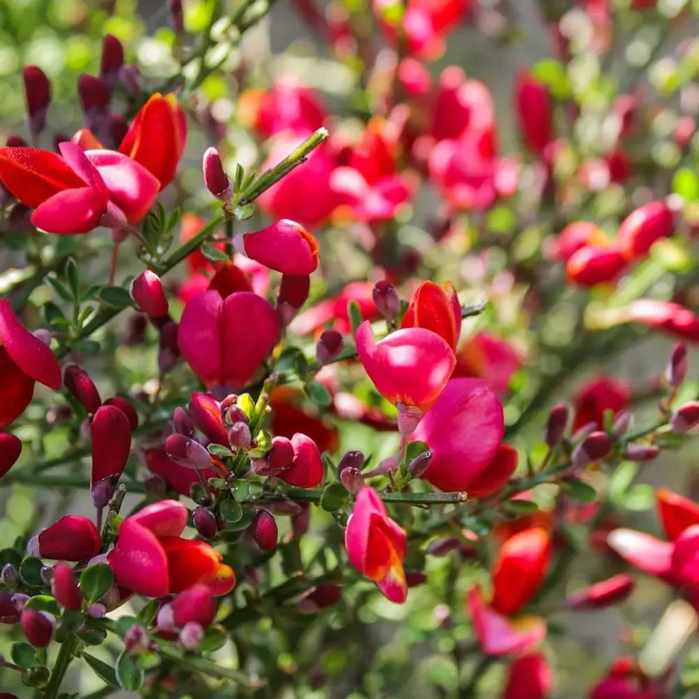 Maturica ornamentala (Cytisus) Boskoop Ruby, cu flori rosu rubiniu abundente, arbust decorativ rezistent la seceta pentru gradini insorite