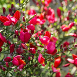 Maturica ornamentala (Cytisus) Boskoop Ruby, cu flori rosu rubiniu abundente, arbust decorativ rezistent la seceta pentru gradini insorite