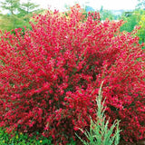 Maturica ornamentala (Cytisus) Boskoop Ruby, cu flori rosu rubiniu abundente, arbust decorativ rezistent la seceta pentru gradini insorite