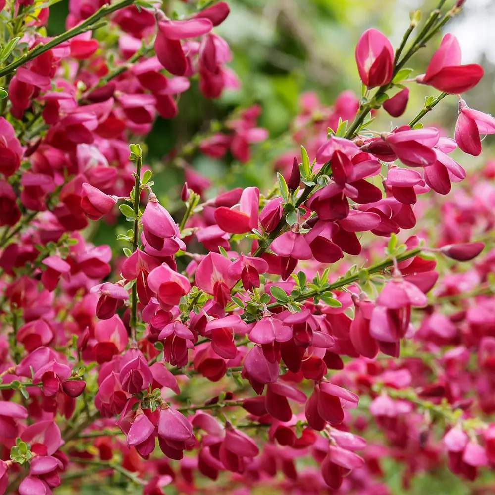 Maturica ornamentala (Cytisus) Boskoop Ruby, cu flori rosu rubiniu abundente, arbust decorativ rezistent la seceta pentru gradini insorite