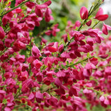 Maturica ornamentala (Cytisus) Boskoop Ruby, cu flori rosu rubiniu abundente, arbust decorativ rezistent la seceta pentru gradini insorite