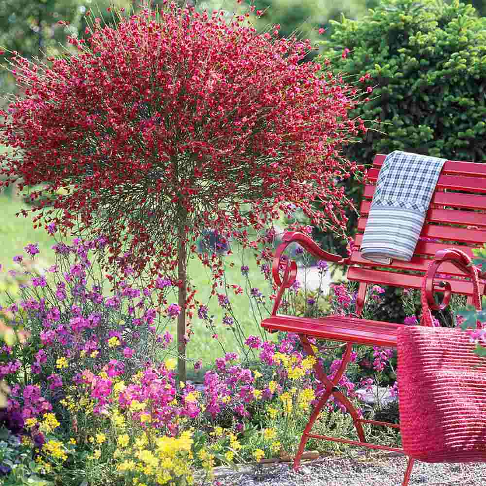 Maturica ornamentala (Cytisus) Boskoop Ruby, cu flori rosu rubiniu abundente, arbust decorativ rezistent la seceta pentru gradini insorite