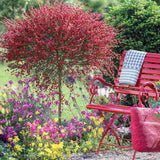 Maturica ornamentala (Cytisus) Boskoop Ruby, cu flori rosu rubiniu abundente, arbust decorativ rezistent la seceta pentru gradini insorite