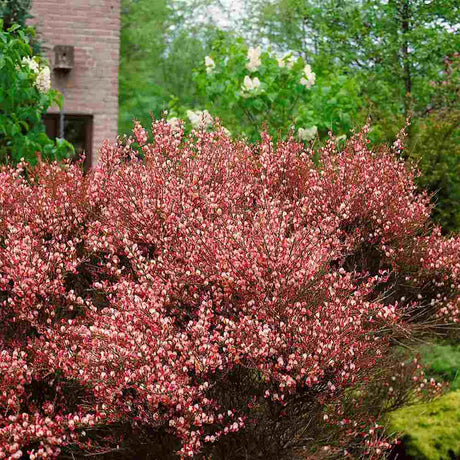 Maturica ornamentala (Cytisus Hollandia), cu flori roz-rosii bicolore, arbust decorativ rezistent la seceta pentru gradini insorite