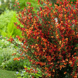 Maturica ornamentala (Cytisus) Lena, cu flori galben-portocalii cu accente rosii, arbust decorativ rezistent la seceta pentru gradini insorite