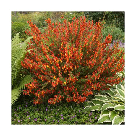 Maturica ornamentala (Cytisus) Lena, cu flori galben-portocalii cu accente rosii, arbust decorativ rezistent la seceta pentru gradini insorite