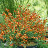 Maturica ornamentala (Cytisus) Lena, cu flori galben-portocalii cu accente rosii, arbust decorativ rezistent la seceta pentru gradini insorite