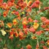 Maturica ornamentala (Cytisus) Lena, cu flori galben-portocalii cu accente rosii, arbust decorativ rezistent la seceta pentru gradini insorite