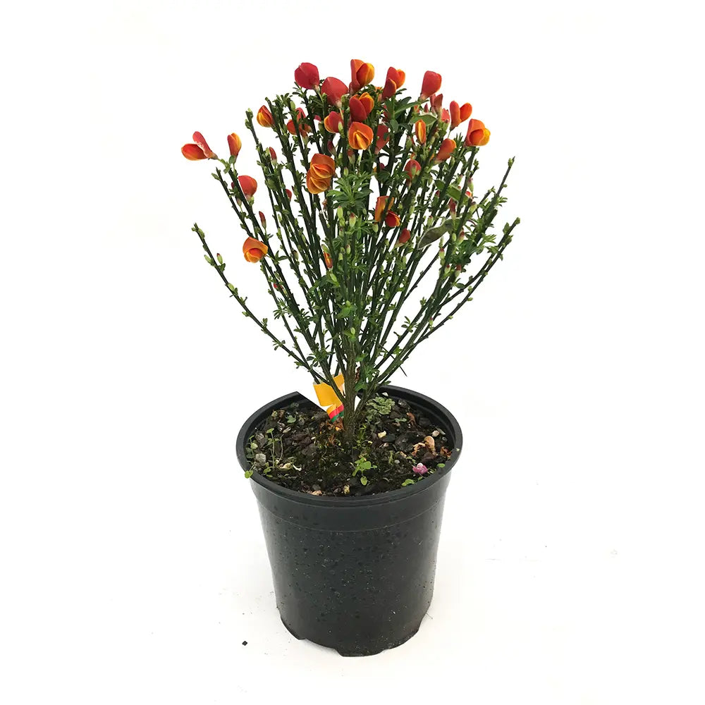 Maturica ornamentala (Cytisus) Lena, cu flori galben-portocalii cu accente rosii, arbust decorativ rezistent la seceta pentru gradini insorite