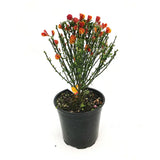 Maturica ornamentala (Cytisus) Lena, cu flori galben-portocalii cu accente rosii, arbust decorativ rezistent la seceta pentru gradini insorite