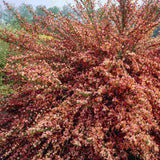 Maturica ornamentala (Cytisus) Zeelandia, cu flori roz pal cu centru rosu, arbust decorativ rezistent la seceta pentru gradini insorite