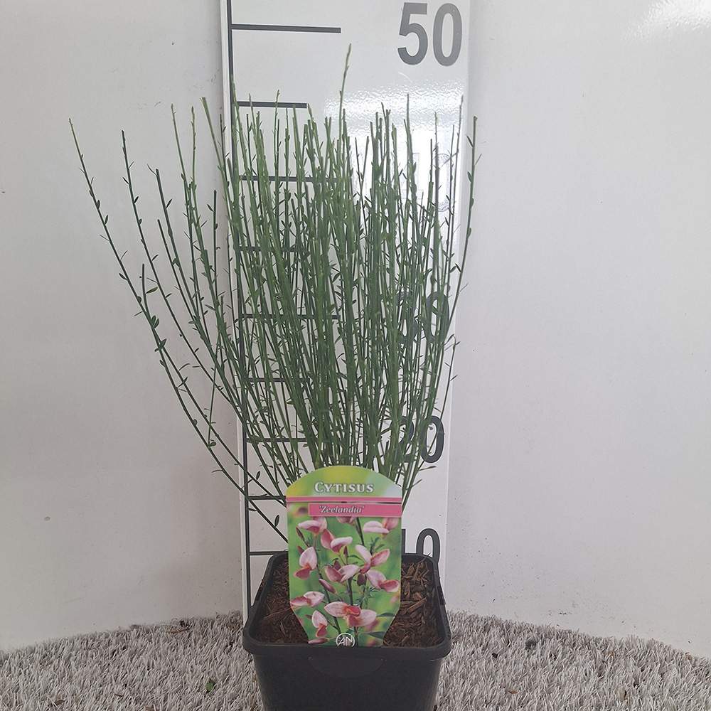Maturica ornamentala (Cytisus) Zeelandia, cu flori roz pal cu centru rosu, arbust decorativ rezistent la seceta pentru gradini insorite