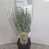 Maturica ornamentala (Cytisus) Zeelandia, cu flori roz pal cu centru rosu, arbust decorativ rezistent la seceta pentru gradini insorite