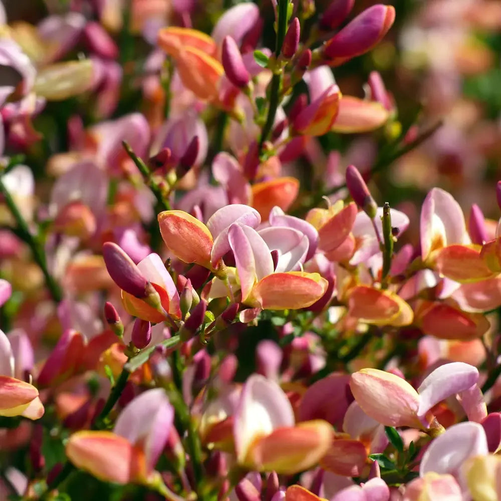 Maturica ornamentala (Cytisus) Zeelandia, cu flori roz pal cu centru rosu, arbust decorativ rezistent la seceta pentru gradini insorite