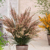 Maturica ornamentala (Cytisus) Zeelandia, cu flori roz pal cu centru rosu, arbust decorativ rezistent la seceta pentru gradini insorite