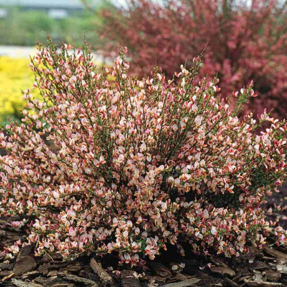 Maturica ornamentala (Cytisus) Zeelandia, cu flori roz pal cu centru rosu, arbust decorativ rezistent la seceta pentru gradini insorite