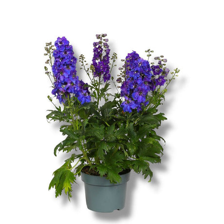 Nemtisor (Delphinium) Delgenius Kingsley, tije verticale cu flori duble violet-albastru, inflorire abundenta, rezistenta sporita, compacta