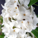 Daphne Perfume Princess Alb, Printesa parfumului, cel mai parfumat arbust vesnic verde din lume, flori albe