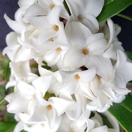 Daphne Perfume Princess Alb, Printesa parfumului, cel mai parfumat arbust vesnic verde din lume, flori albe