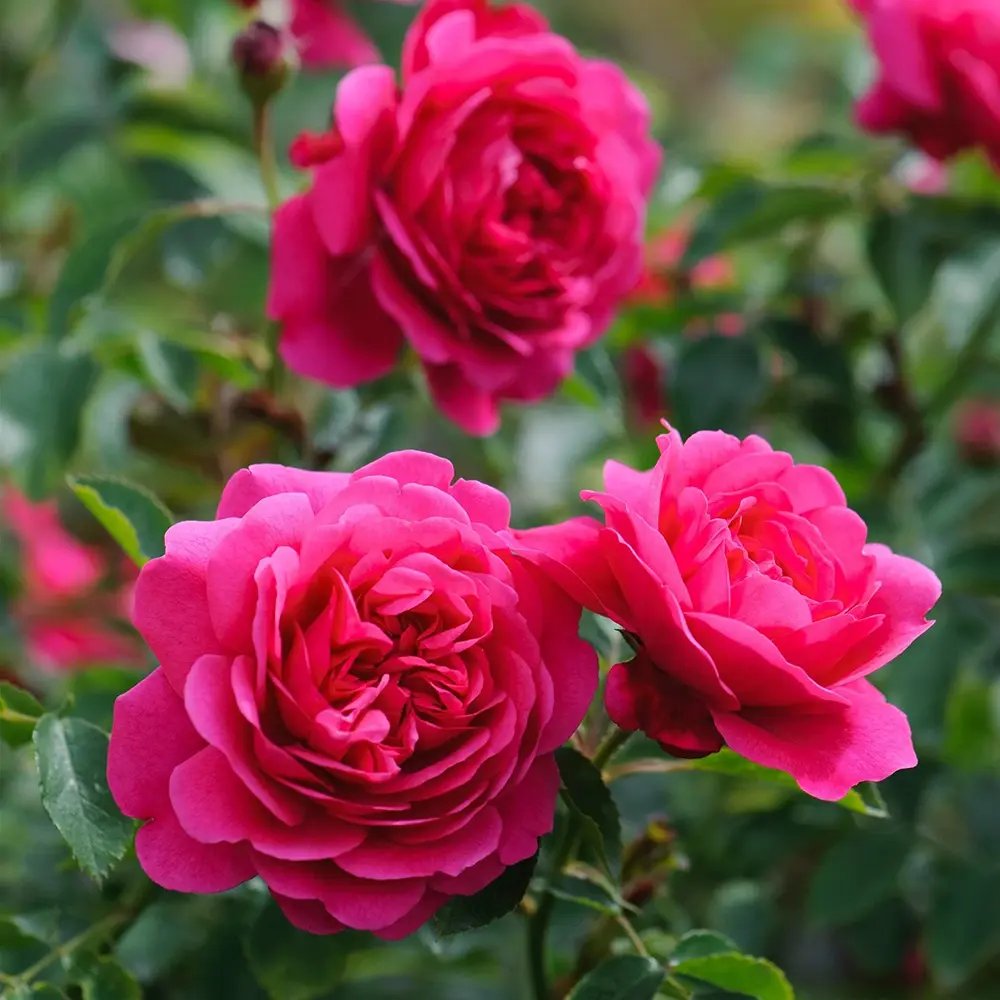 Trandafir englezesc David Austin Sir John Betjeman, flori roz intens, inflorire continua, parfum puternic