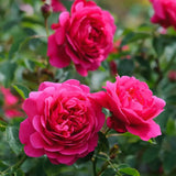 Trandafir englezesc David Austin Sir John Betjeman, flori roz intens, inflorire continua, parfum puternic