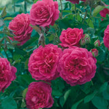 Trandafir englezesc David Austin Sir John Betjeman, flori roz intens, inflorire continua, parfum puternic