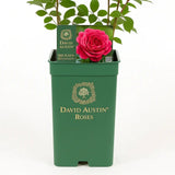 Trandafir englezesc David Austin Sir John Betjeman, flori roz intens, inflorire continua, parfum puternic