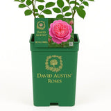 Trandafir englezesc David Austin Boscobel - trandafir romantic cu flori duble roz somon, parfumat, inflorire repetata