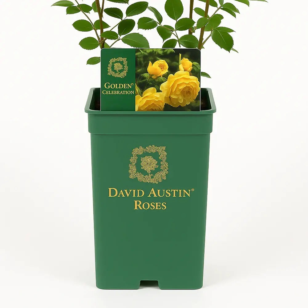 Trandafir englezesc David Austin Golden Celebration - trandafir galben auriu, parfum puternic, inflorire repetata, rezistent la frig