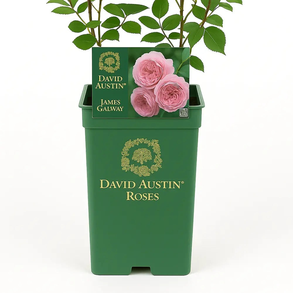 Trandafir englezesc David Austin James Galway - trandafir catarator roz, flori duble, parfum delicat, inflorire repetata