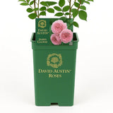 Trandafir englezesc David Austin James Galway - trandafir catarator roz, flori duble, parfum delicat, inflorire repetata