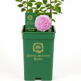Trandafir englezesc David Austin Olivia Rose Austin® - trandafir roz delicat, flori duble, parfum intens, inflorire repetata