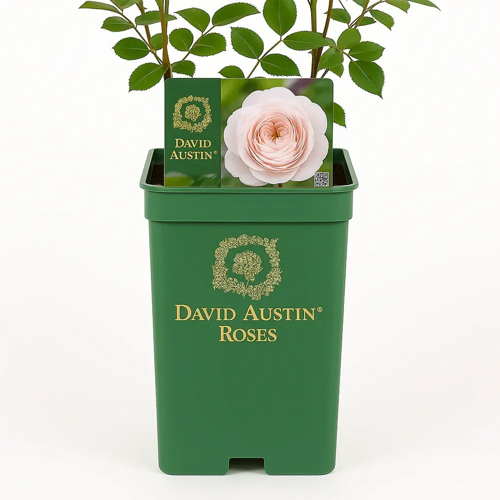 Trandafir englezesc David Austin Queen of Sweden - trandafir roz pal, flori elegante, parfum discret, inflorire repetata