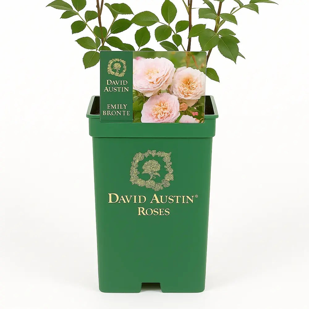 Trandafir englezesc David Austin Emily Brontë - trandafir romantic cu flori roz piersica, parfum intens, inflorire repetata