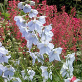 Nemtisor (Delphinium) Ballkleid, planta perena cu flori bleu deschis pe tije inalte, delphinium decorativ pentru gradina insorita