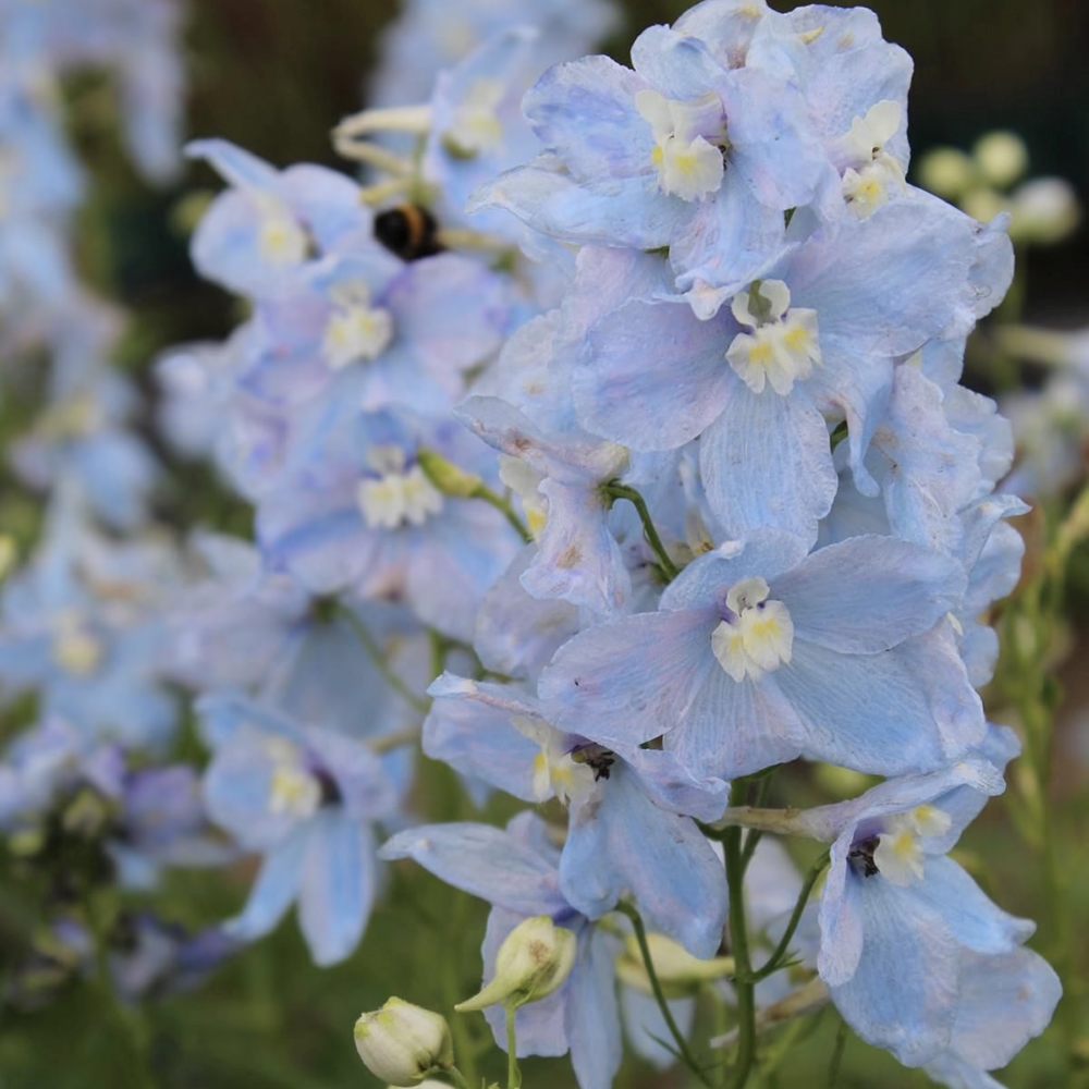 Nemtisor (Delphinium) Ballkleid, planta perena cu flori bleu deschis pe tije inalte, delphinium decorativ pentru gradina insorita