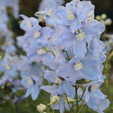 Nemtisor (Delphinium) Ballkleid, planta perena cu flori bleu deschis pe tije inalte, delphinium decorativ pentru gradina insorita