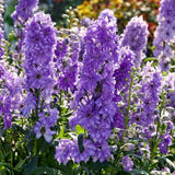 Nemtisor (Delphinium) Delgenius Breezin, tije verticale cu flori duble bleu-lavanda, inflorire abundenta, rezistenta sporita, compacta