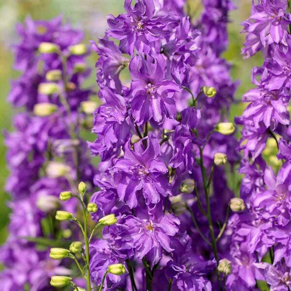 Nemtisor (Delphinium) Delgenius Breezin, tije verticale cu flori duble bleu-lavanda, inflorire abundenta, rezistenta sporita, compacta