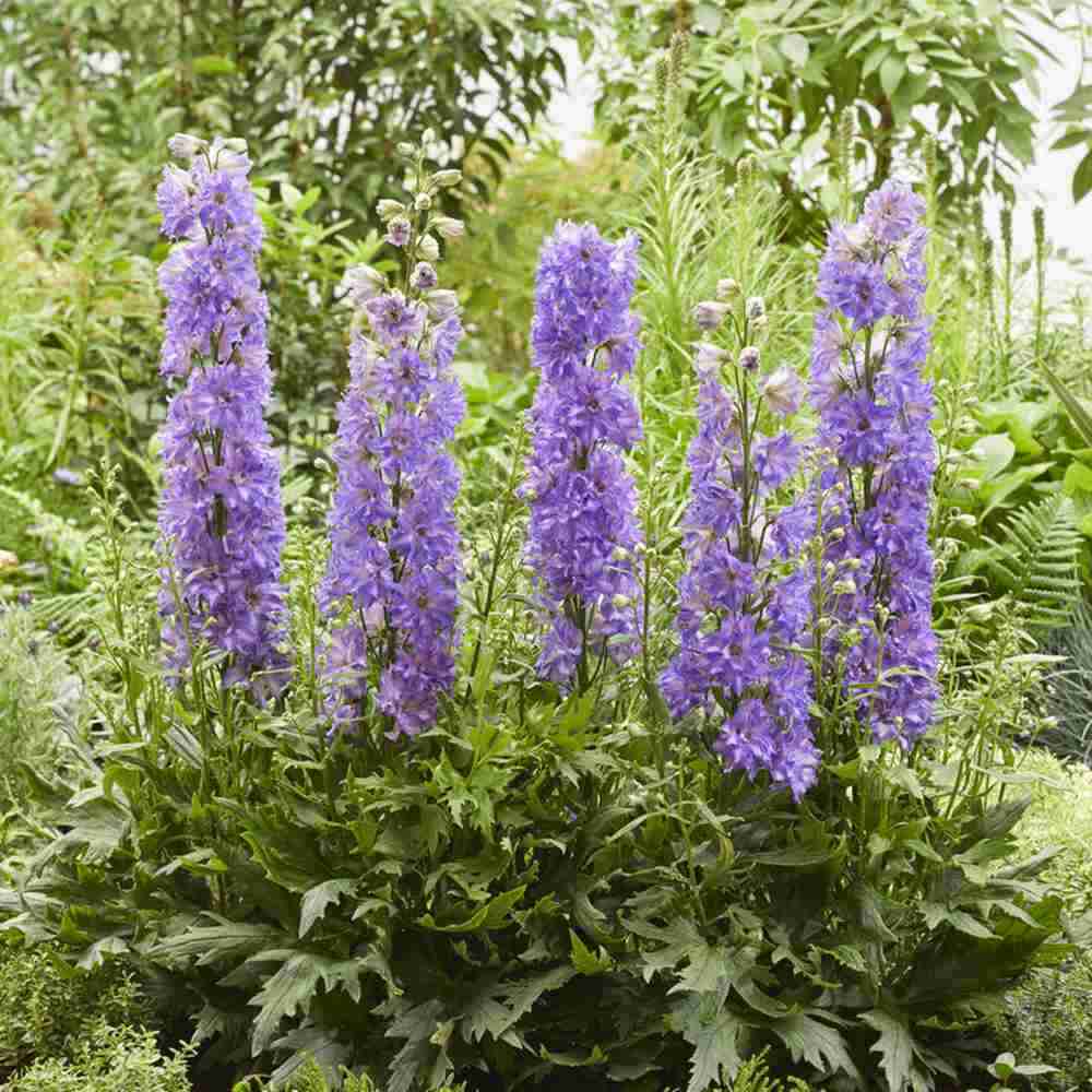 Nemtisor (Delphinium) Delgenius Breezin, tije verticale cu flori duble bleu-lavanda, inflorire abundenta, rezistenta sporita, compacta